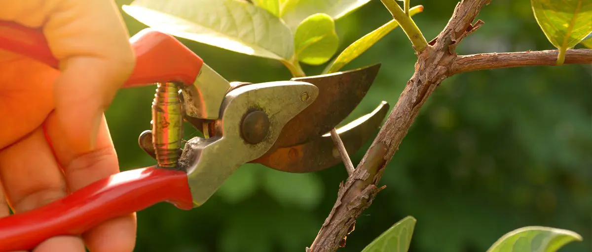 prawning scissor used to cut branches on the tree