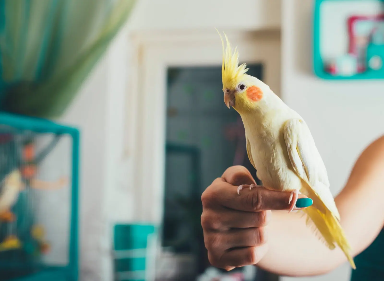 Yellow cockatiel bird sat on a person's finger.