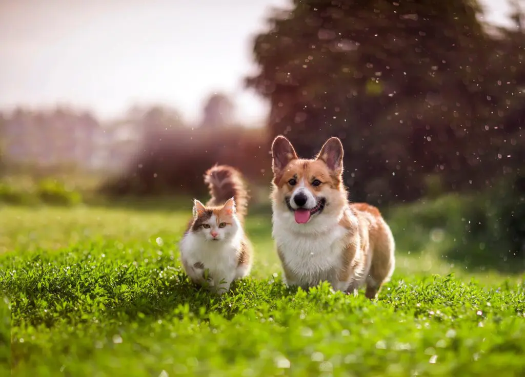 Cat and dog stood next to each other on green grass with happy body language.