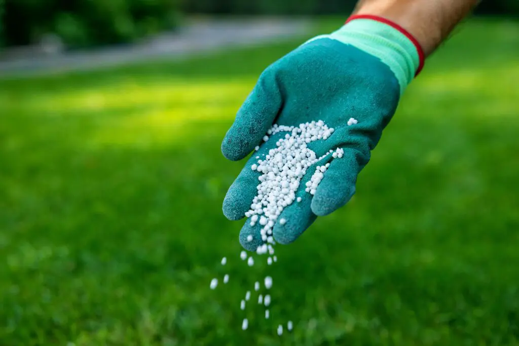 Gloved hand scattering lawn fertiliser across green grass.