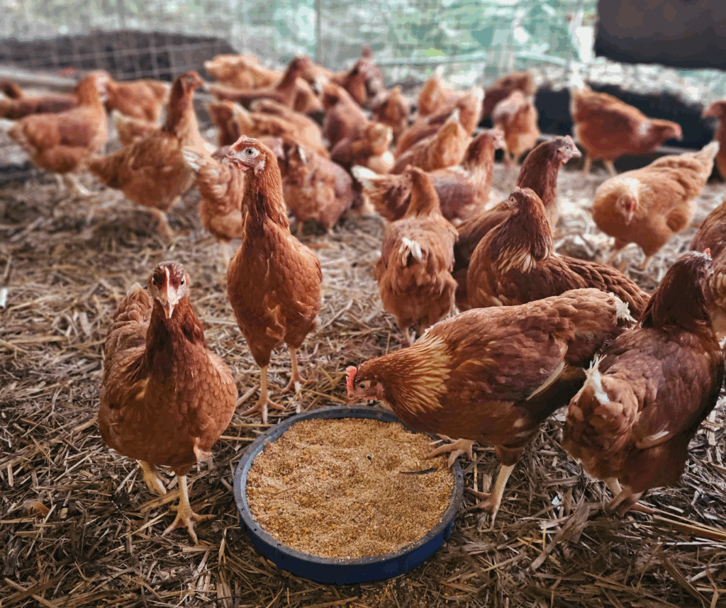 Chickens ,point of lay, eggs