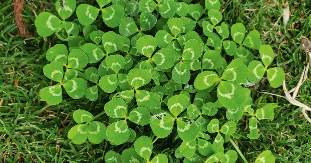 unique leaves og grass on the ground