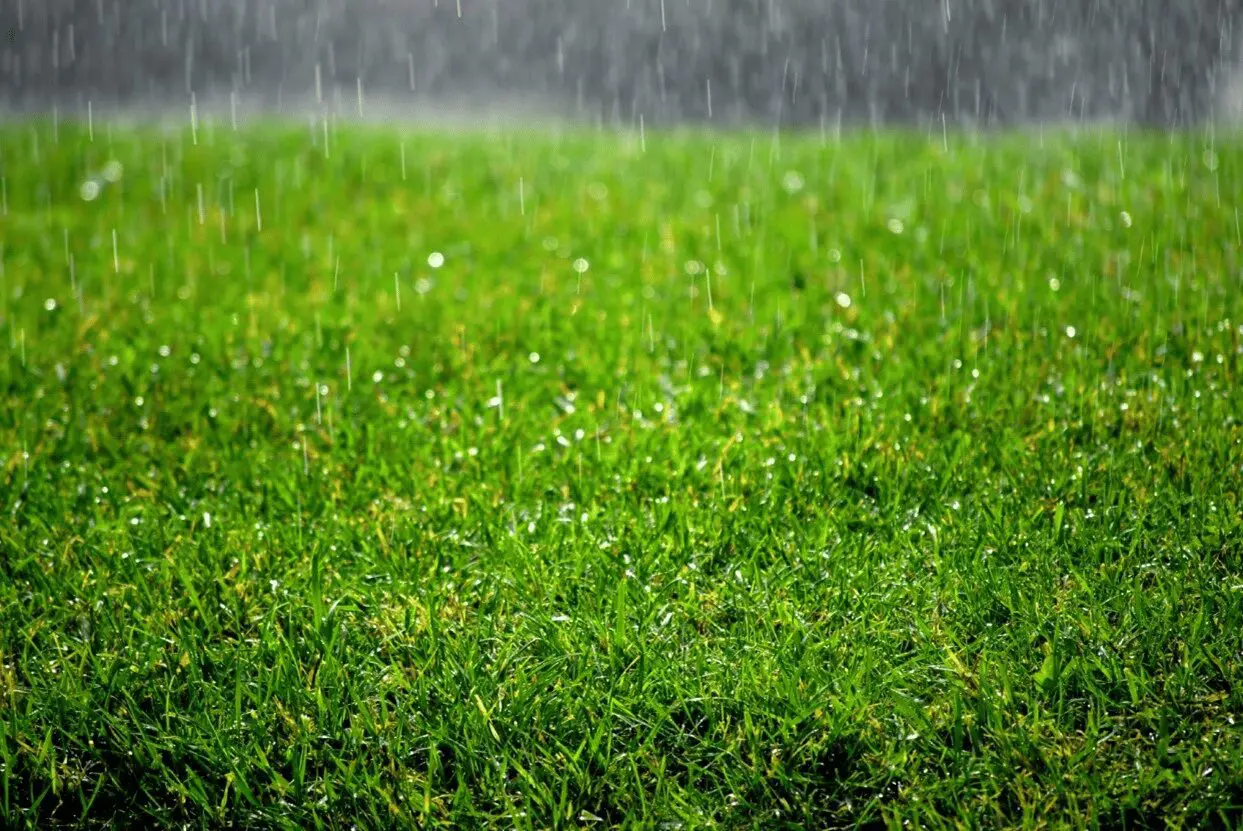 a grass field on a raining season