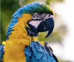 Close up of a blue and gold macaw parrot's side profile.