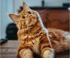 Ginger cat tilting its head looking up towards something.