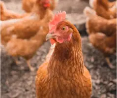 Close up of a chicken looking into the camera.