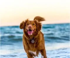 Happy brown dog at the beach.