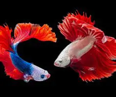 Two red, blue and white coloured siamese fighting fish swimming in a tank against a black background.