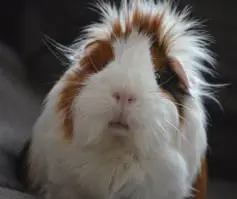 Brown and white guinea pig face.
