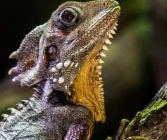 Side profile of a lizard reptile.