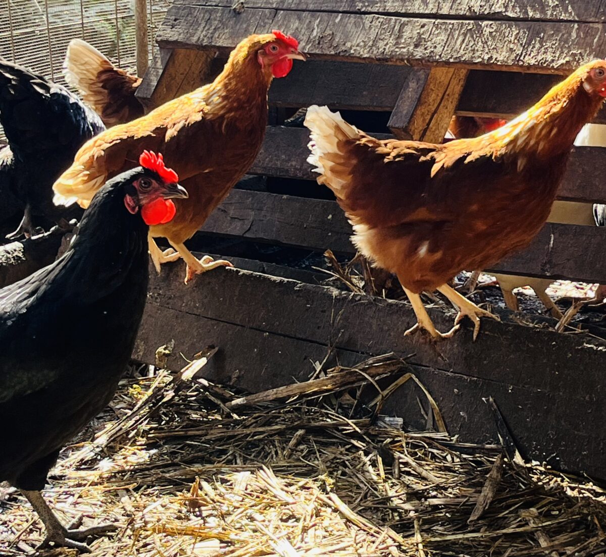 Point Of Lay Chicken - Image 3