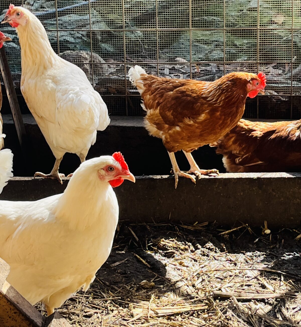 Point Of Lay Chicken - Image 2