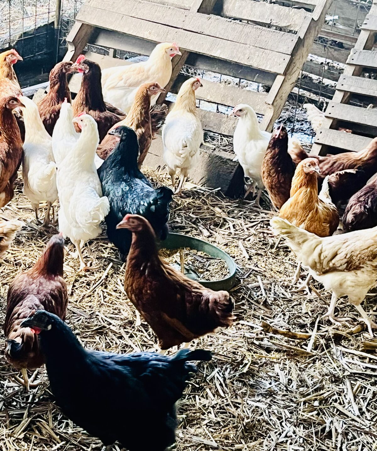 Point Of Lay Chickens - Image 4