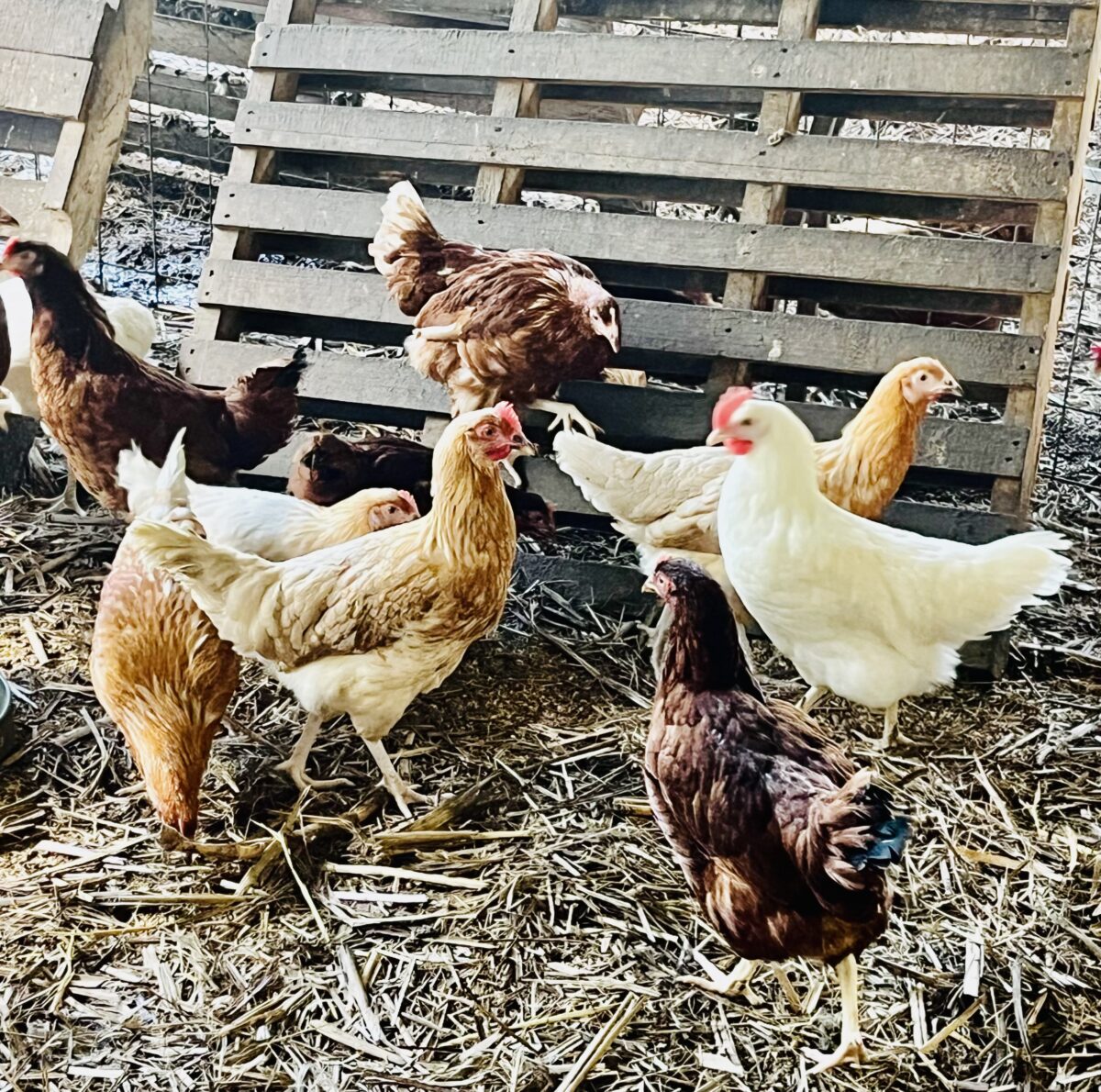 Point Of Lay Chickens