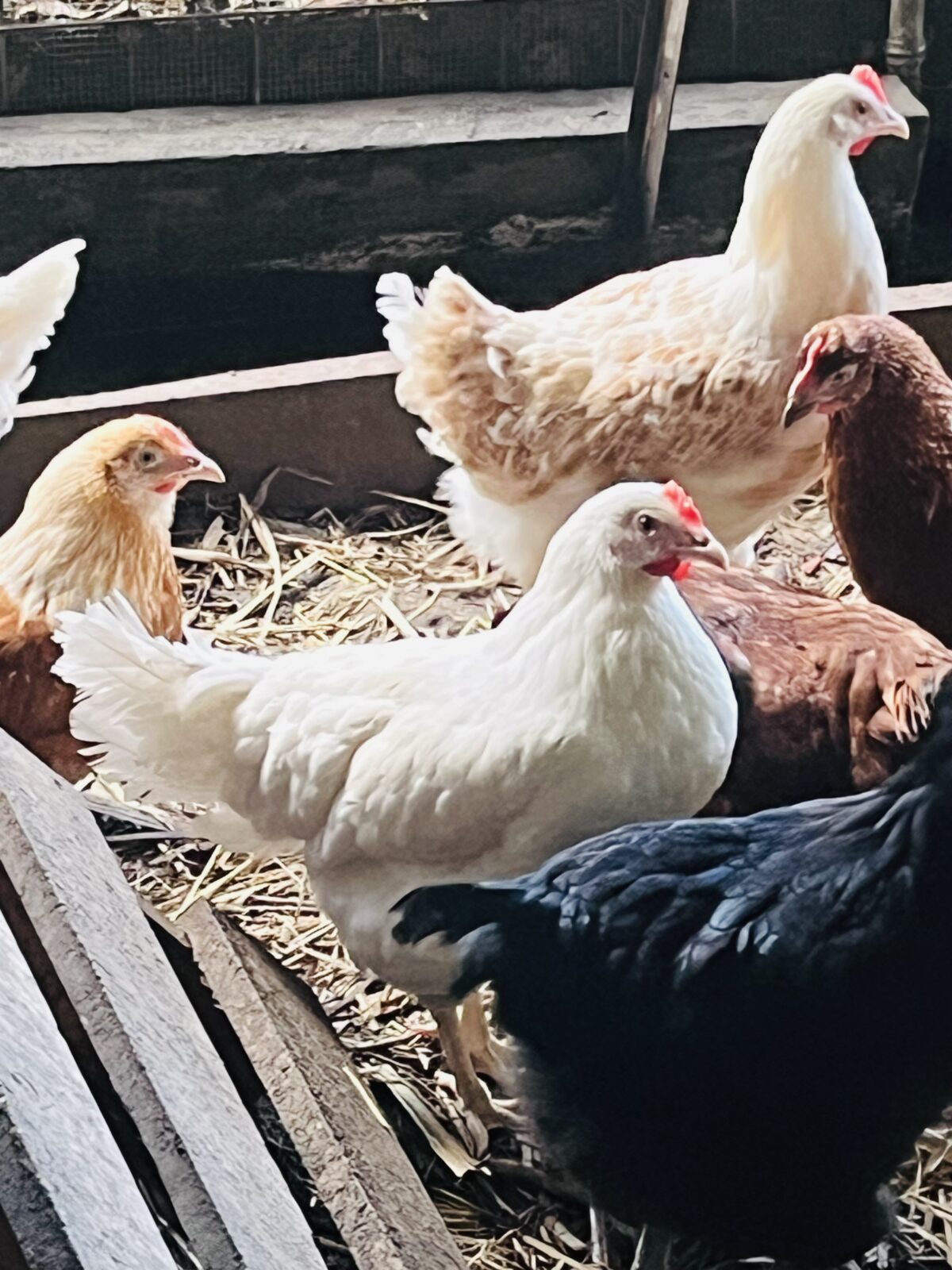 Point Of Lay Chickens - Image 3