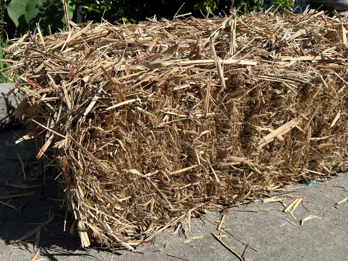 Sugar Cane Square Bale