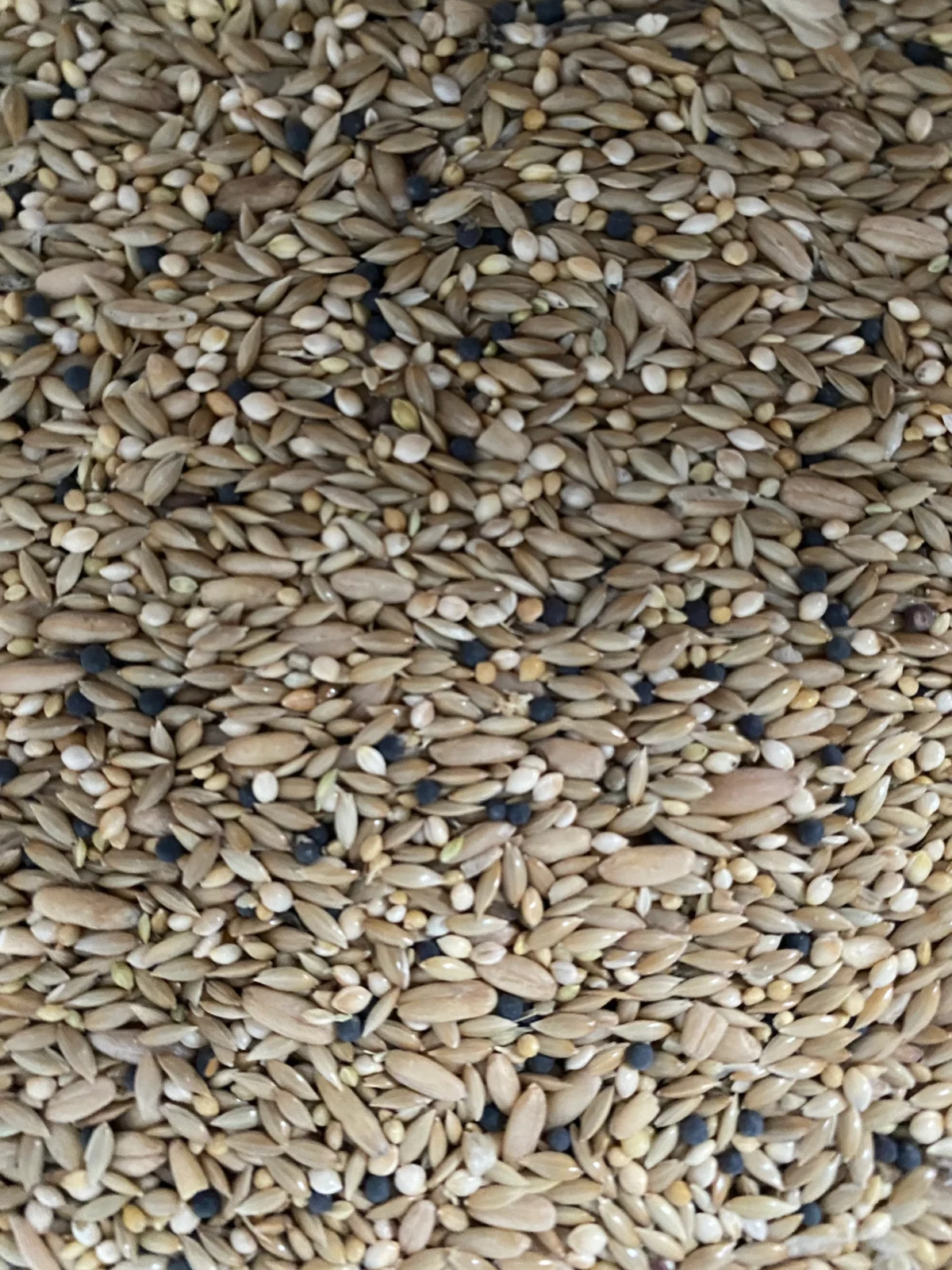 Avigrain Canary Mix 2.5kg - Image 2