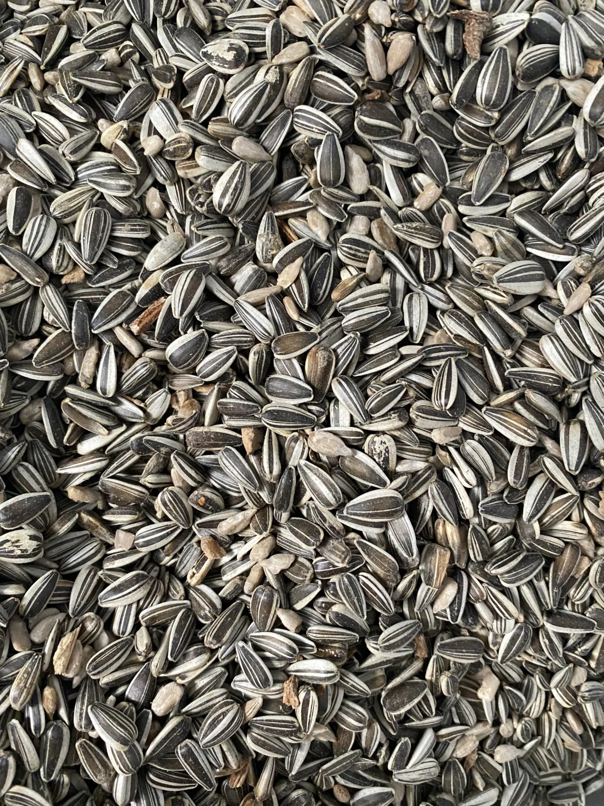 Avigrain Grey Striped Sunflower Seed 2.5kg