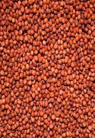 Avigrain Sorghum 5kg - Image 2