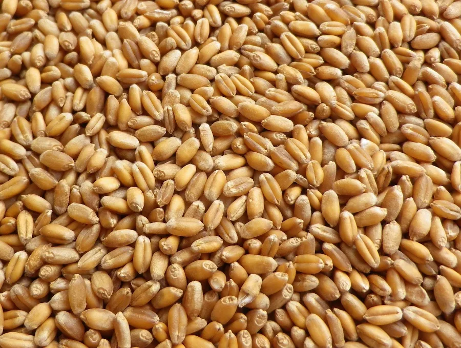 Avigrain Wheat 20kg - Image 2